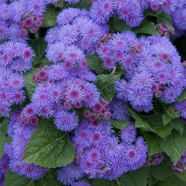 Mother Nature's Seeds Ageratum BLUE MINK DWARF Floss Flower Purple Monarchs Love! Non-GMO 500 Seeds