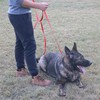Siumouhoi Dog/Puppy Obedience Recall Training Agility Lead - 15ft 20ft
