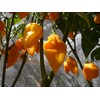 Grenada Seasoning Pepper Seeds 10+ Seeds