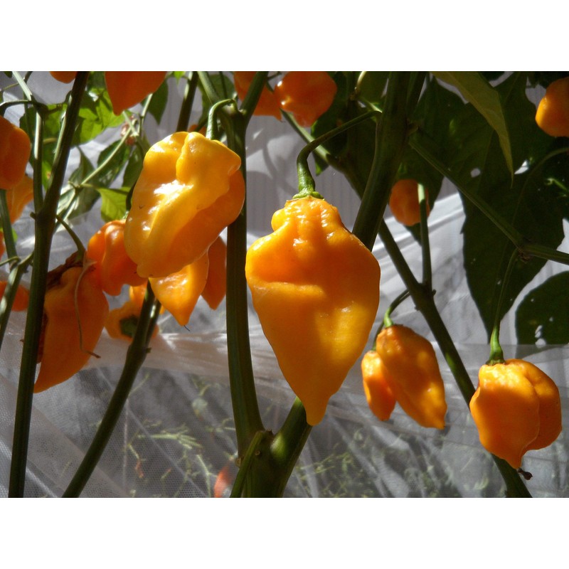 Grenada Seasoning Pepper Seeds 10+ Seeds