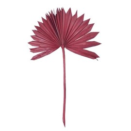 Vickerman 720158-13.75-19.5" Deep Red Palm Sun Spr 12/bg (H7PSS475) Dried and Preserved Palms