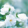 Katarabe White Rose, Short Size, Approx. 1.8 oz (50 g),