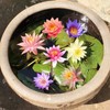 30pcs Bowl Lotus Seeds Hydroponic Plant Flower Seed Four Seasons