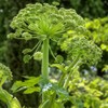 Outsidepride Garden Angelica Herb Plant Seed - 1000 Seeds