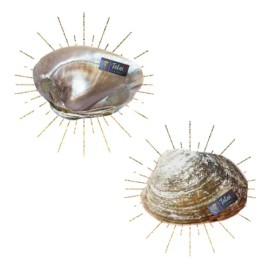Concha Nacar Ostras Tatai 100% Natural 2 Pzs