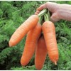 KIRA SEEDS - Seeds Carrot Red Giant - Heirloom Vegetable