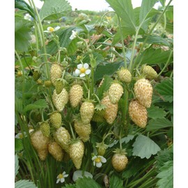 Seeds4planting - Seeds Alpine Strawberry Yellow Wonder Everbearing Climbing Heirloom Fruits for Planting Non GMO