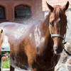 The Blissful Horses Gentle Touch Horse Shampoo, Hypoallergenic and Tearless