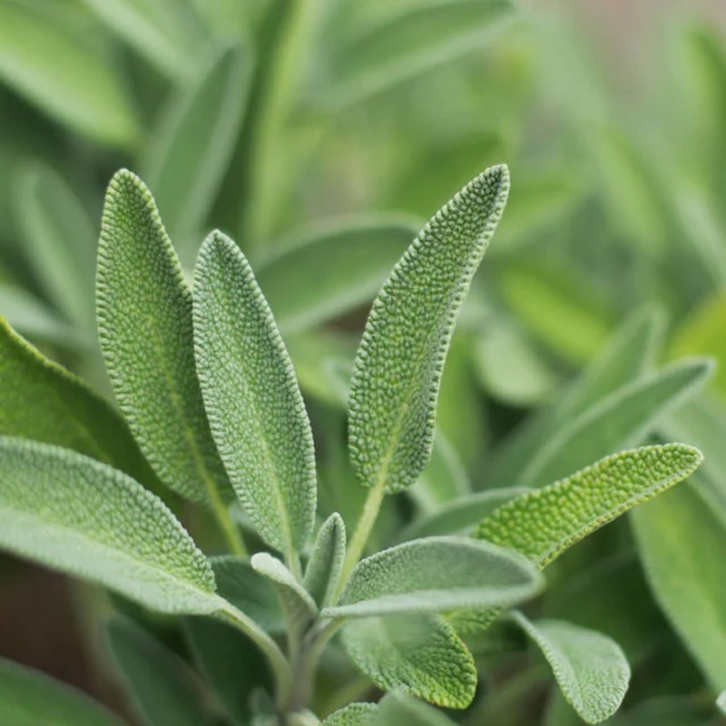 Sage 100ml Incent Essential Oil Essential Oil