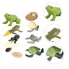CIYODO 2 Sets Creative Simulation Frog Turtle Growth Model Animal
