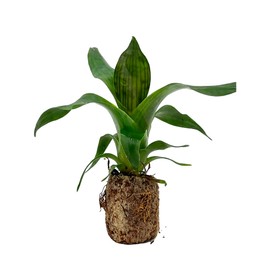 ragnaroc Live Plants – Bromeliad Vrisea Gigantea Nova, 4-8" 2" Plug - 1ct - Live Arrival Guaranteed - House Plants for Home Decor & Gift