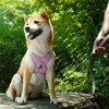 Patas Lague Dog Harness with Leash Set Adjustable Soft Padded