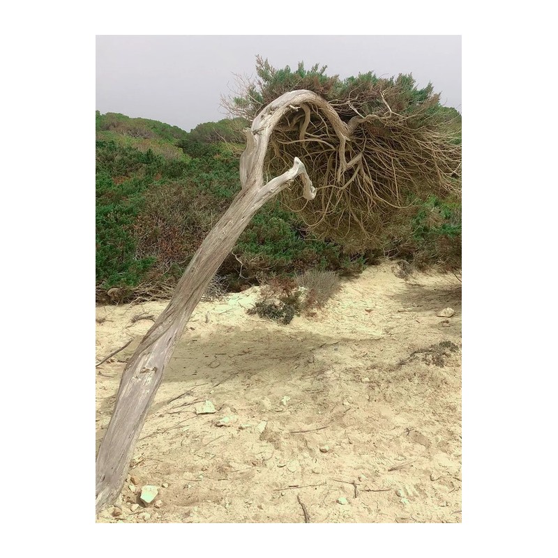 Santal Phantom EDP 50ml / 상탈 팬텀 EDP 50ml