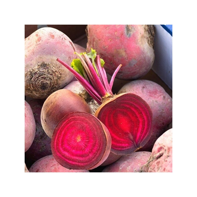 포미식탁 국내산 레드비트 1kg 크기혼합 Domestic Red Beet 1kg Mixed