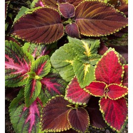 500 Coleus Rainbow Mix Flower Seeds