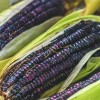 Nygardenia 50pcs Blue Corn Heirloom Seeds - Non-GMO, Open-Pollinated, Flour