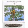 Hawaiian Papaya Fruit Seeds ~ Grow Hawaii