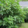 Seeds Bee Blooming Black Mission Fig Seeds! Self Fertile -