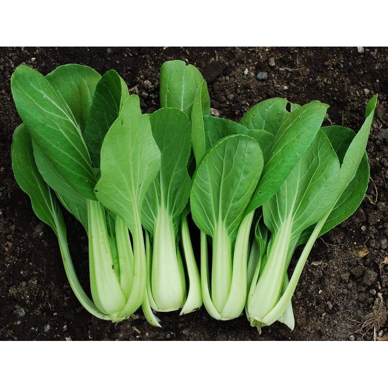 Seeds4planting - Seeds Chinese Cabbage Bok Choy Heirloom Vegetable Non