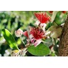 Pineapple Guava | 3 Large Gallon Size Plants | Feijoa