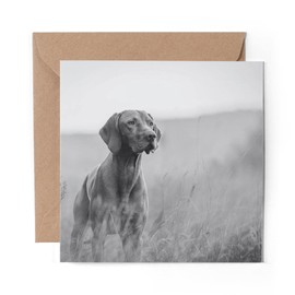 1 x Greeting Card BW - Hungarian Pointer Vizsla Dog - Blank Birthday Celebration Anniversary #35324