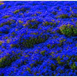 1000 Pcs Magic Carpet Creeping Thyme1 Ground Cover Creeping Thyme Seeds