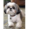TUTUMAY21 5D Smart Shih Tzu Dog Diamond Painting Kits, Shih
