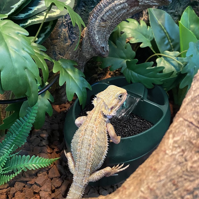 NEPTONION Reptile Chameleon Cantina with Snacks Trough, Drinking Fountain Water