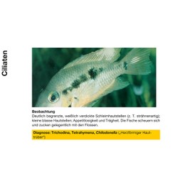 sera Costapur F Water Conditioner, 100 ml