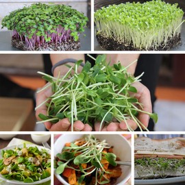 Organic Afila Tendril Pea Microgreens Seeds - 4 Oz ~360 Seeds - Non-GMO Micro Pea Shoot Seeds - Lots of Curly Tendrils - Grow Micro Greens