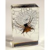 44mm Real Spiny Spider on Web in Crystal Clear Lucite