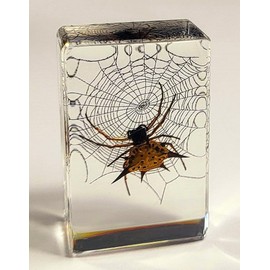 44mm Real Spiny Spider on Web in Crystal Clear Lucite Resin Garden Scenery Diorama Decor Specimen Preserved Insect Taxidermy Crafts Collection for Biology Science Education Display