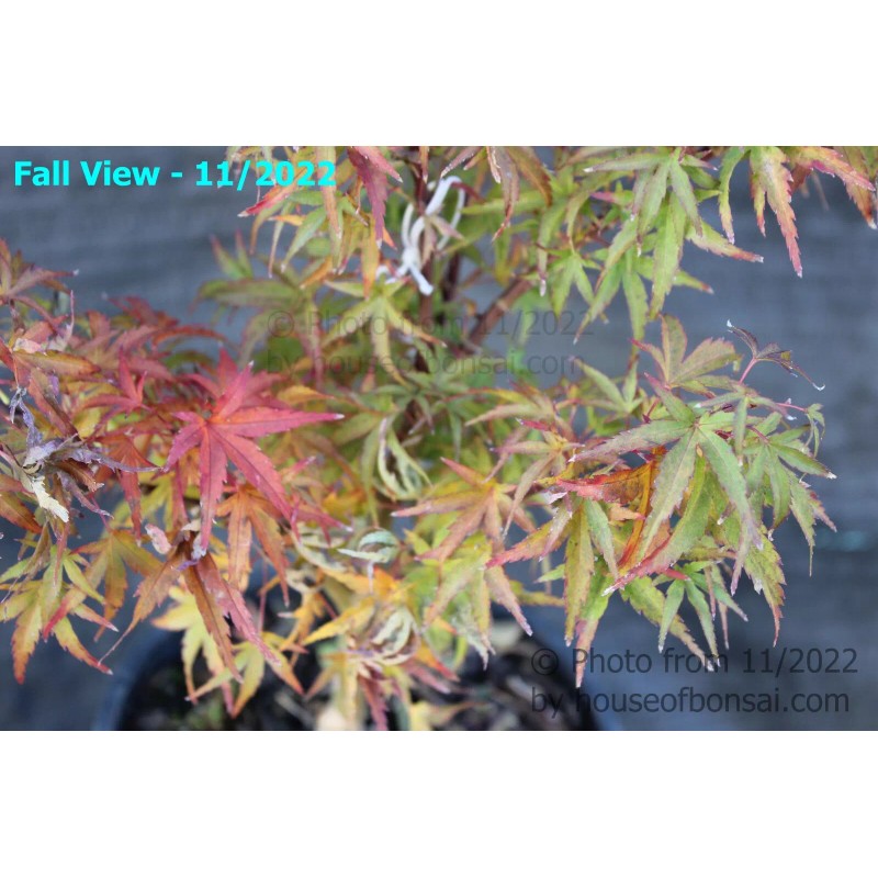 House of Bonsai Dwarf Japanese Green Maple 'Sharp's Pygmy' Pre-Bonsai