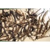 1 DOZEN (12) ORGANIC RUSSIAN COMFREY fresh root cuttings for