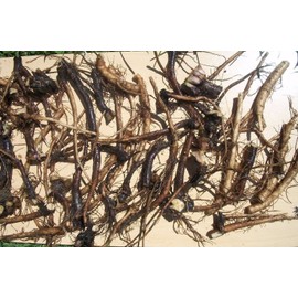 1 DOZEN (12) ORGANIC RUSSIAN COMFREY fresh root cuttings for your biomass crop