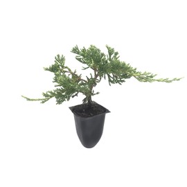 Blue Rug Juniper - 10 Live Plants - 2" Pots - Juniperus Horizontalis 'Wiltonii' - Low Maintenance Evergreen Groundcover