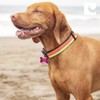 RC Pets Sporty, Fun, Functional Clip Collar-3/4 | Fresh Tracks