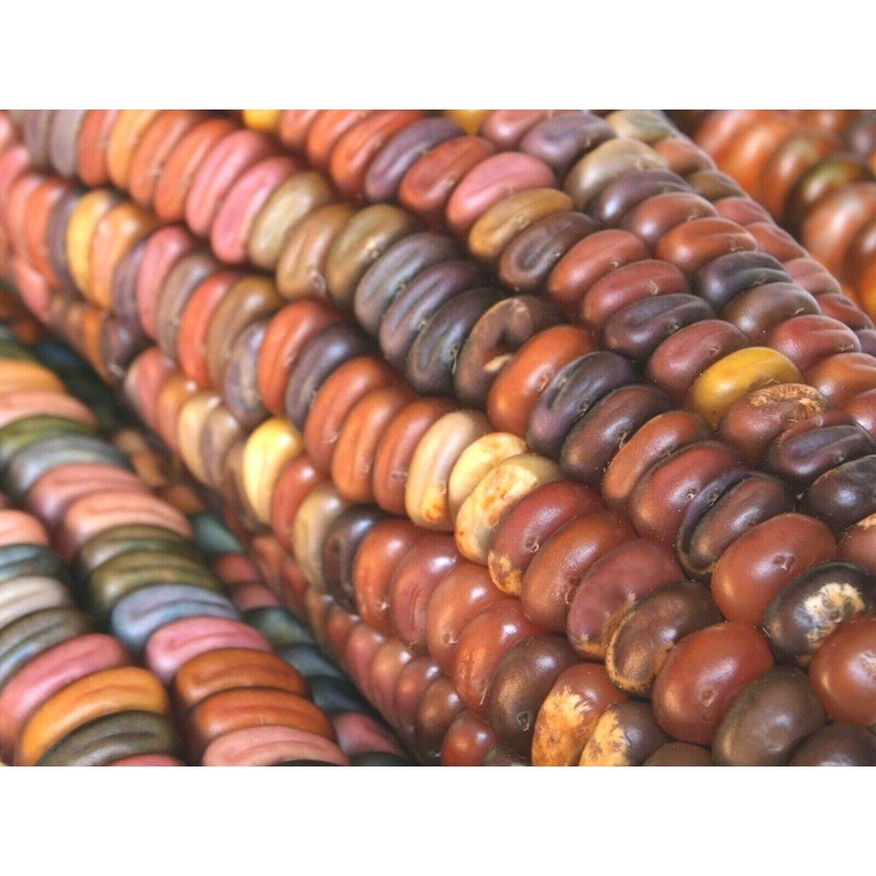 Little Seed Store 50+ORNAMENTAL RAINBOW INDIAN CORN Seeds Native Heirloom