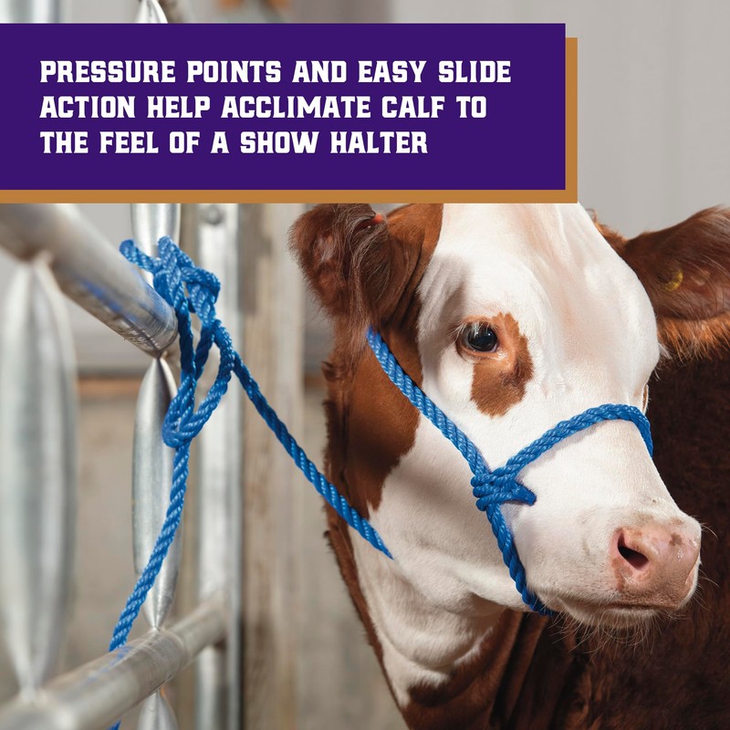 Weaver Leather Livestock Kirk Stierwalt Breaking Halter, Blue/Hurricane Blue/Lime Zest