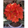 Clivia 1 Clivia Miniata Bush Lily Orange Flowers Live Plant