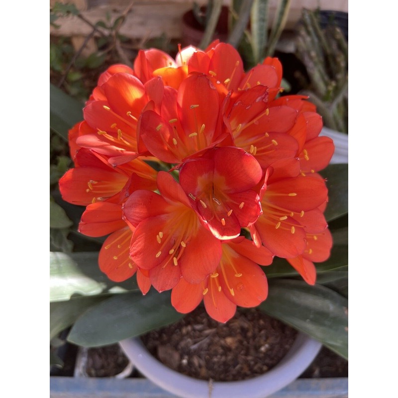 Clivia 1 Clivia Miniata Bush Lily Orange Flowers Live Plant