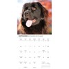 Carousel Calendars, Newfoundlands 2026 Wall Calendar, 12'' X 12'', 16-Month