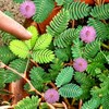 TomorrowSeeds - Sensitive Plant (Shameplant) Seeds - 300+ Count -