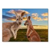 Lais Puzzle Kangaroo in the outback at the sunset, Australia,