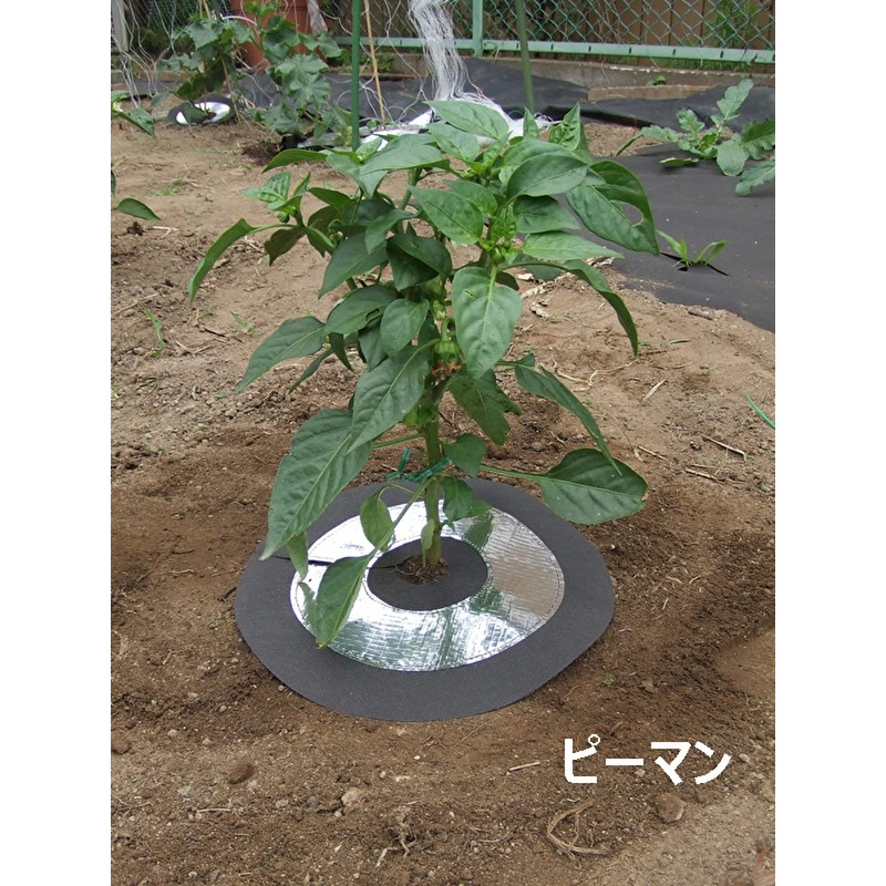 Bug Kitchen Soft, No Set of 6 Pins with