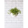 Burgon & Ball 'Dot' Hanging Pot