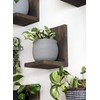 Daniel's Plants Indoor Plant Wall Gallery Shelf Kit | Midcentury