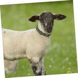 SUPVOX 2pcs Sheep Dog Collar Livestock Collar Adjustable Sheep Hauling Leash Durable