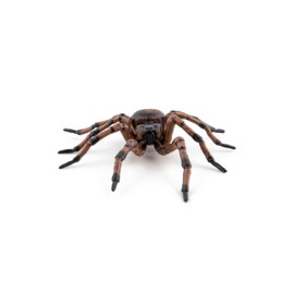 Papo - 50292 - Common Spider - Garden Animals - For Children - Suitable for Boys and Girls - From 3 Years