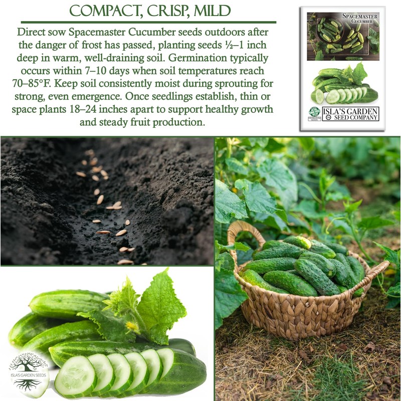 Spacemaster Cucumber Seeds, 100+ Heirloom Seeds Per Packet, (Isla's Garden